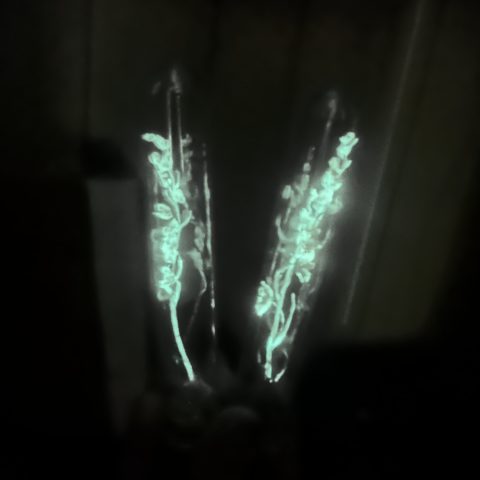 Lily of the Valley Vials - Starlight Veil Flora