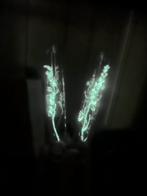 Lily of the Valley Vials - Starlight Veil Flora