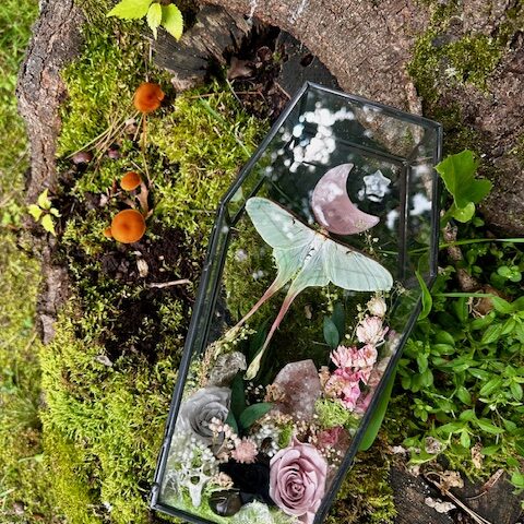 Actias Dubernardi rose quartz moon Coffin Garden